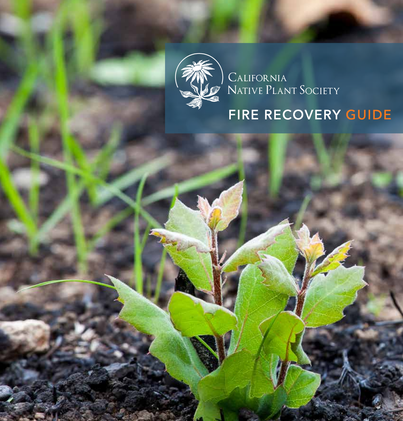 cnps-fire-recovery-guide-2019-pdf